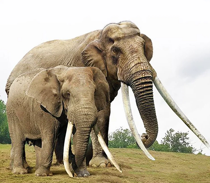 Слоны: истории из жизни, советы, новости, юмор и картинки — Все посты |  Пикабу
