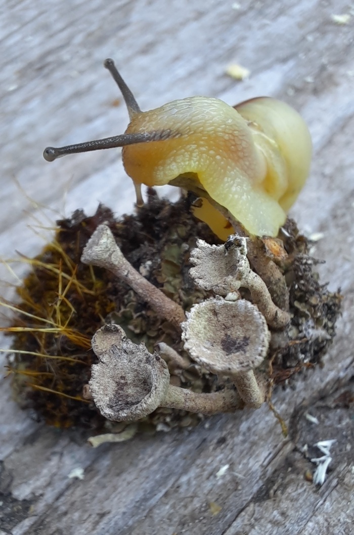 Улитка альбинос | Пикабу