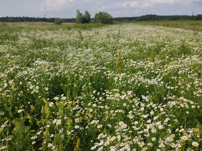 Ромашковое изобилие