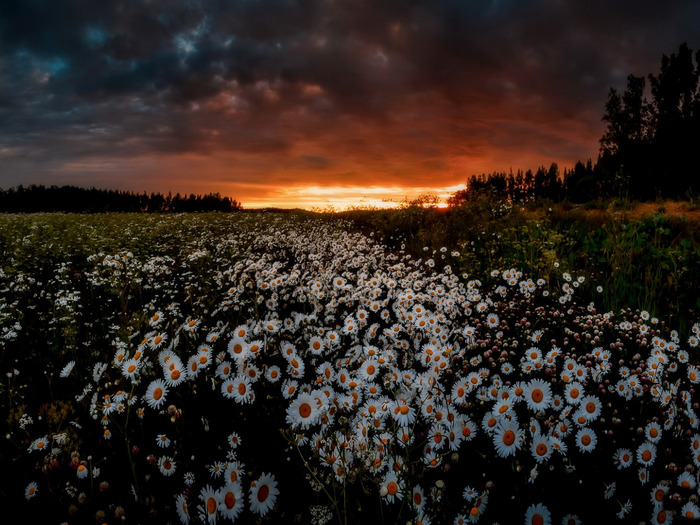 Ромашки на фоне заката