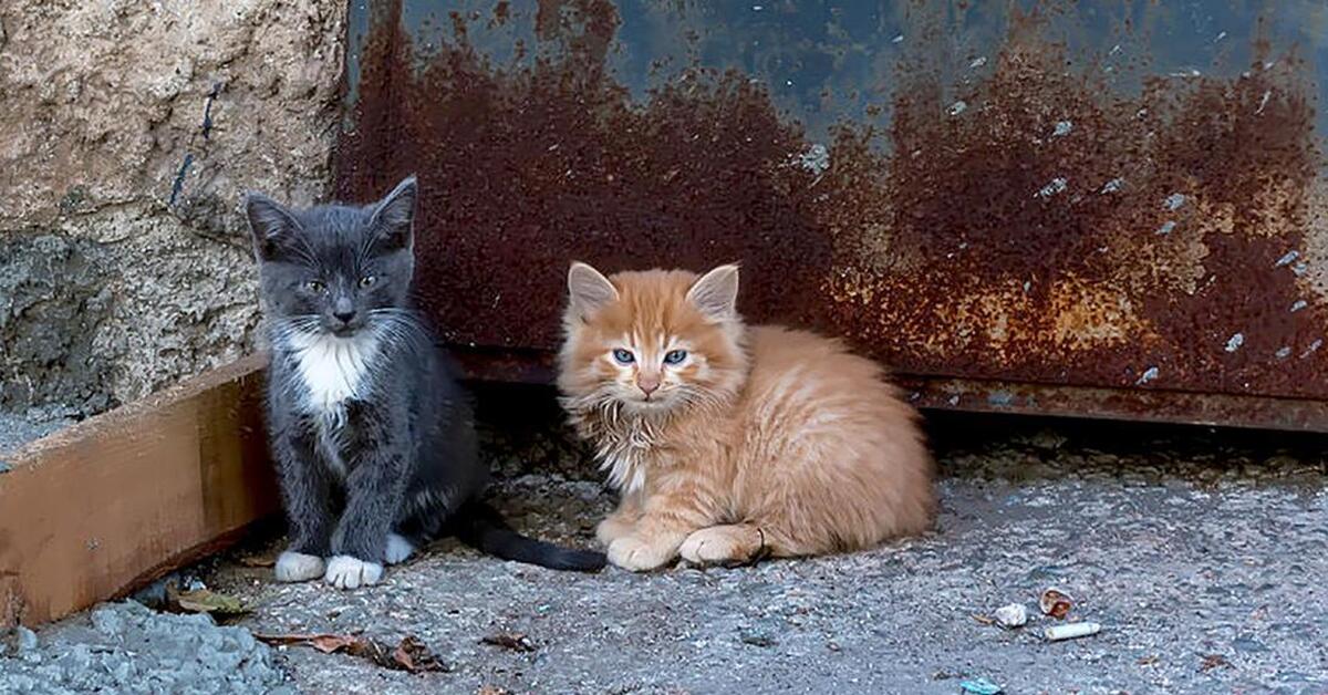 Кошки когда можно на улицу. Брошенный котенок. Бездомные котята. Бездомный кот на улице. Брошенные котята на улице.