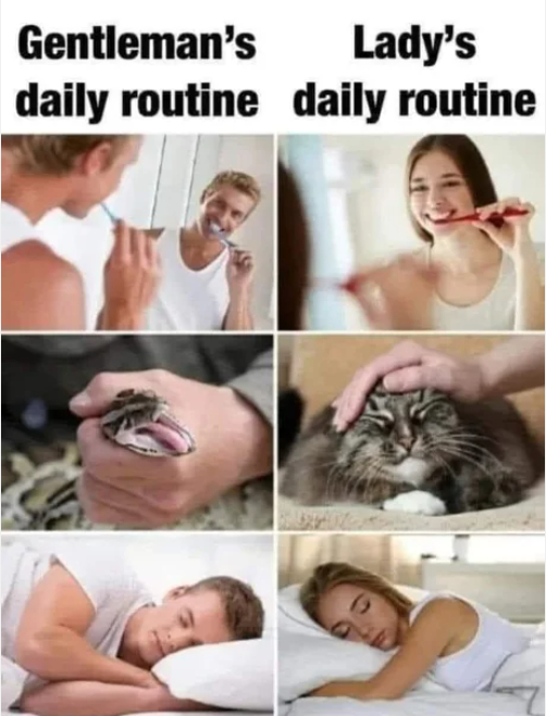 Ежедневная рутина ледей и джентльменов