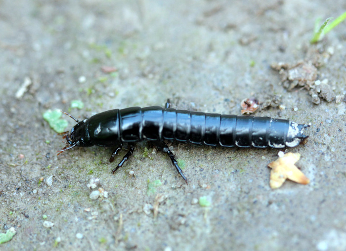 "Котёнок" Жужелицы не менее прекрасен, чем его родители. Кто готов погладить малыша?