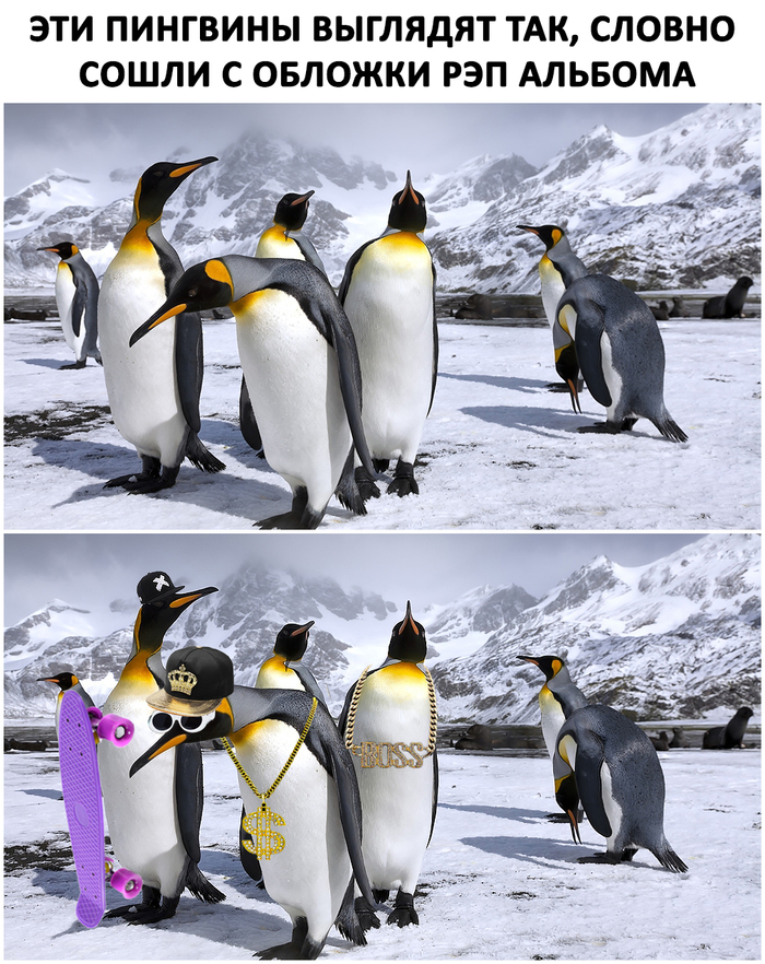Пингвины рэперы