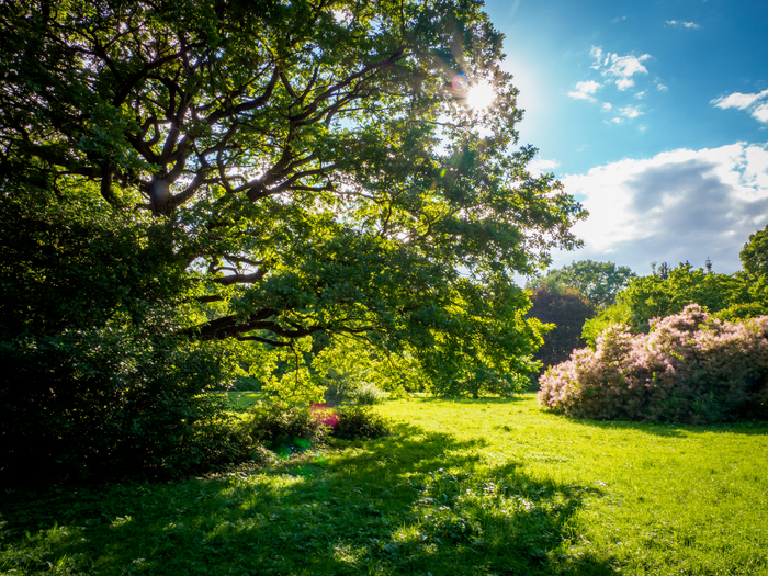 Солнечный день в Ботаническом саду