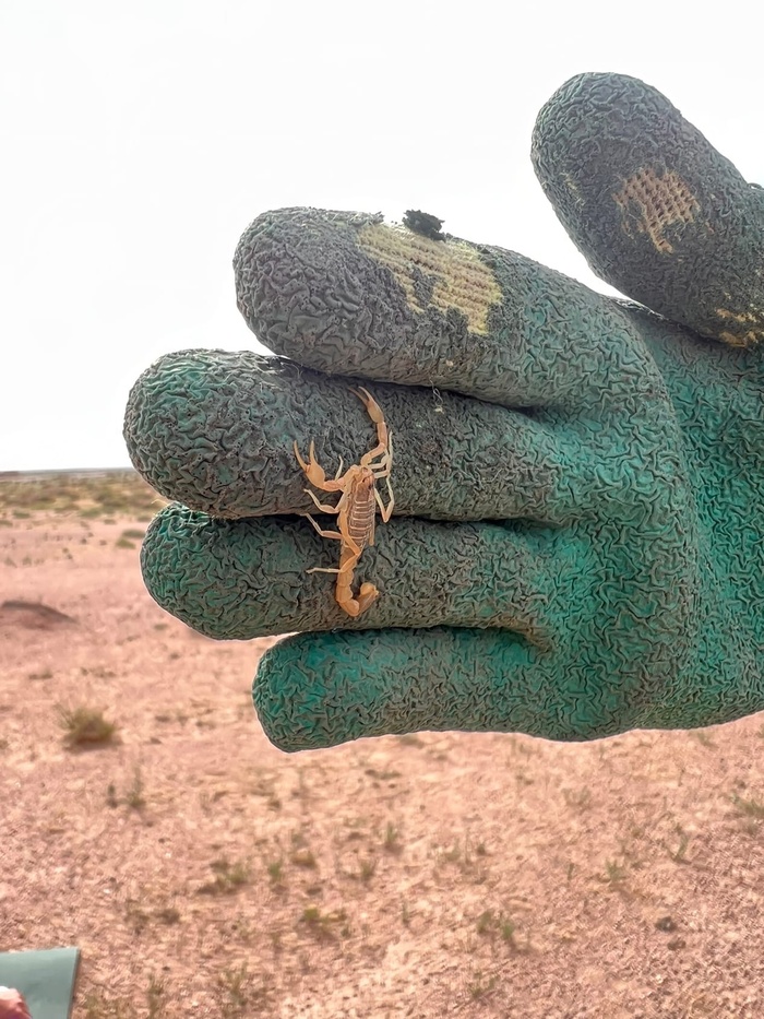 Путешествие по Монголии Путешествия, Монголия, Природа, Туризм, Гоби, Пустыня, Озеро, Длиннопост