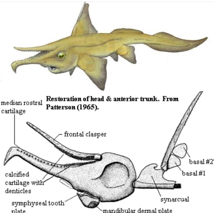 Метокампус