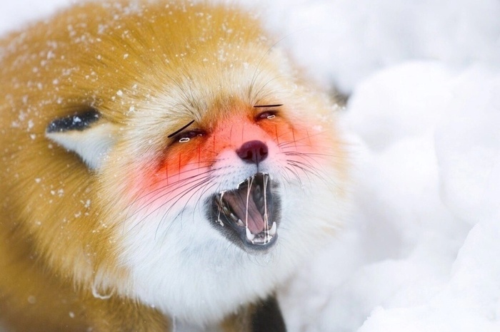    , Ahegao
