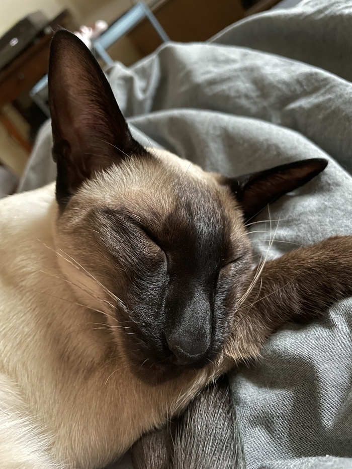 Тигор спит Ориентальные кошки, Кот, Сиамский кот, Сон, Милота, Мобильная фотография, Домашние животные