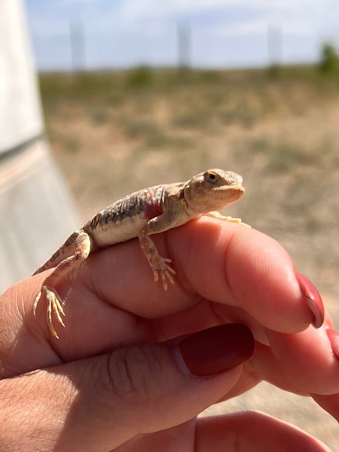 Путешествие по Монголии. 2 часть Монголия, Путешествия, Туризм, Природа, Пейзаж, Пустыня, Каньон, Видео, Без звука, Длиннопост