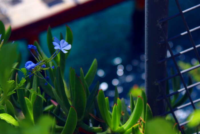 ���-�� �������� - ����