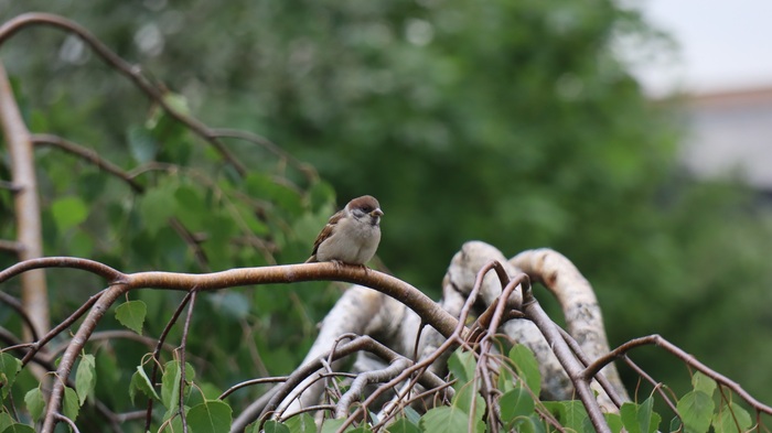 Sparrows , , 