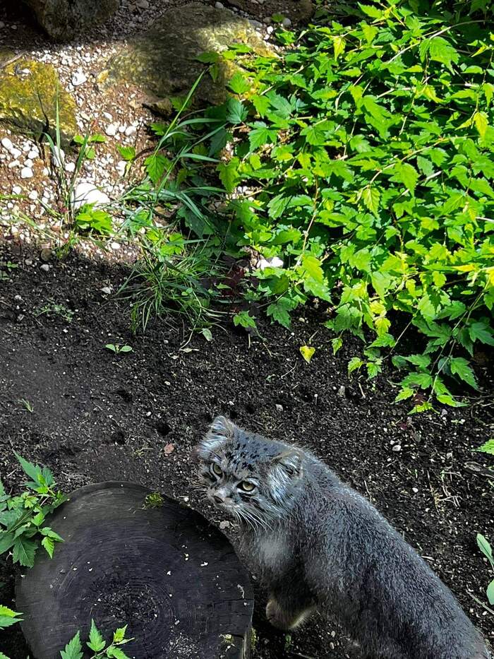 ������� ������