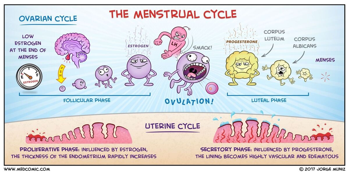 Сдвинулась овуляция. Менструальный цикл яичниковый овариальный. Менструальный цикл картинки. Рисунок менструационного цикла. Менструальный цикл рисунок.
