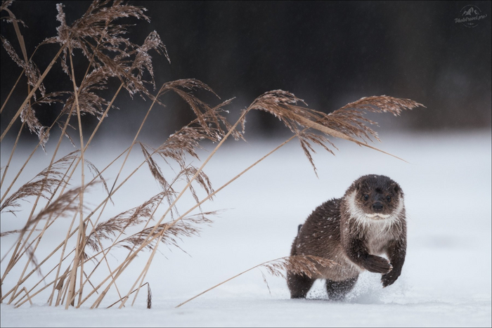 Пробиваясь через вьюгу
