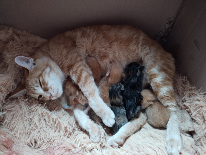 ����������� ����� ������� �� ������� ���� �����