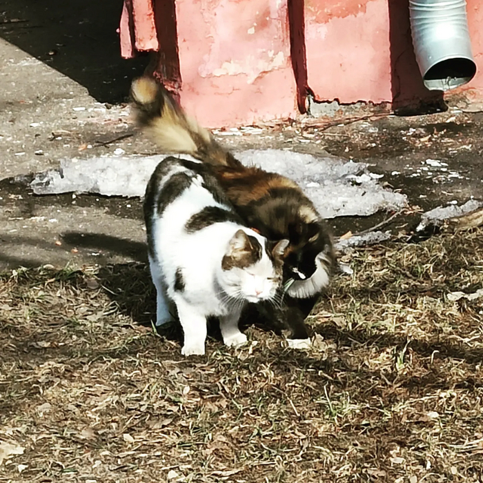 ������� �������� �������