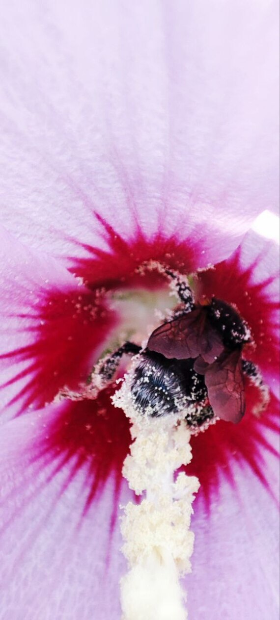 � ����� ���� ����� (��� �����)