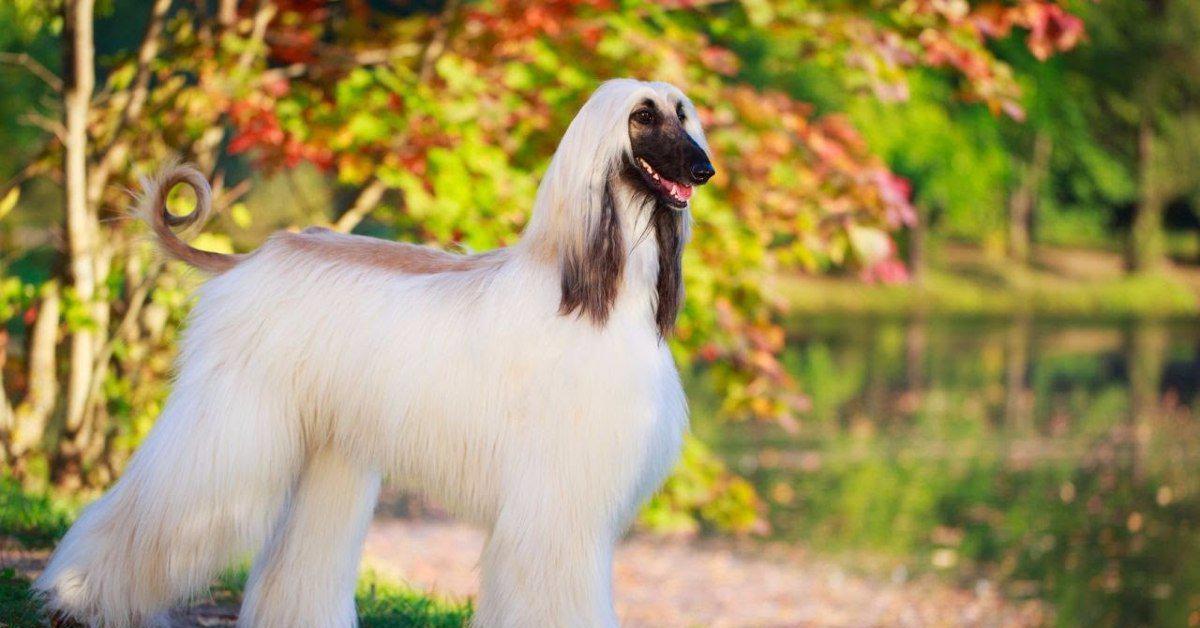 Основные этапы дрессировки афганской борзой: