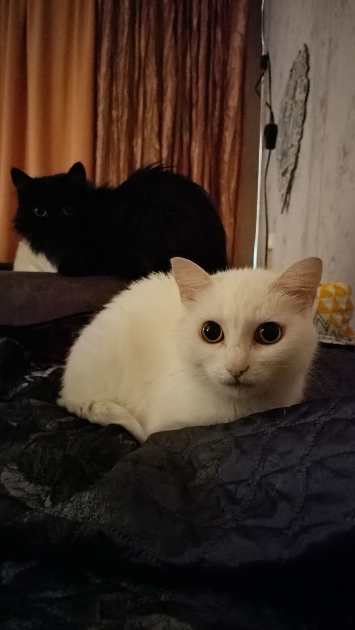 Ҹ���� � �������