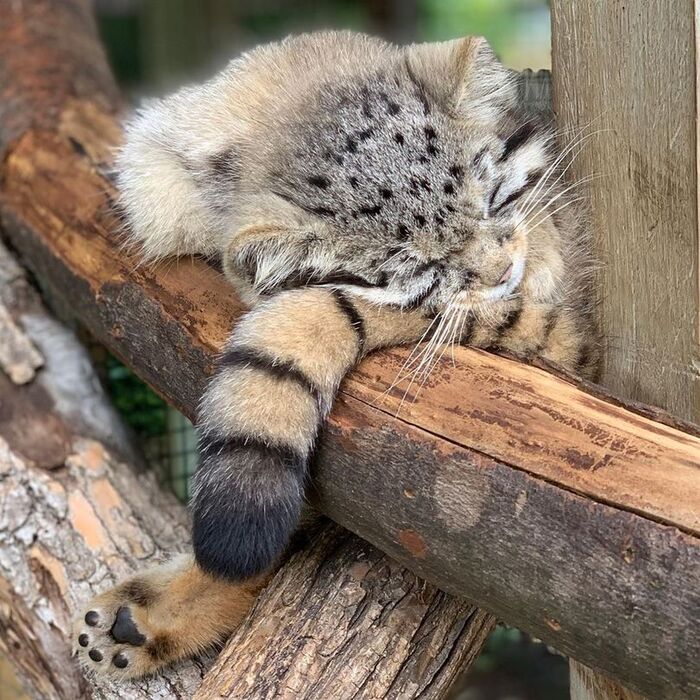 ���-�-�� ����-�-���� ������...