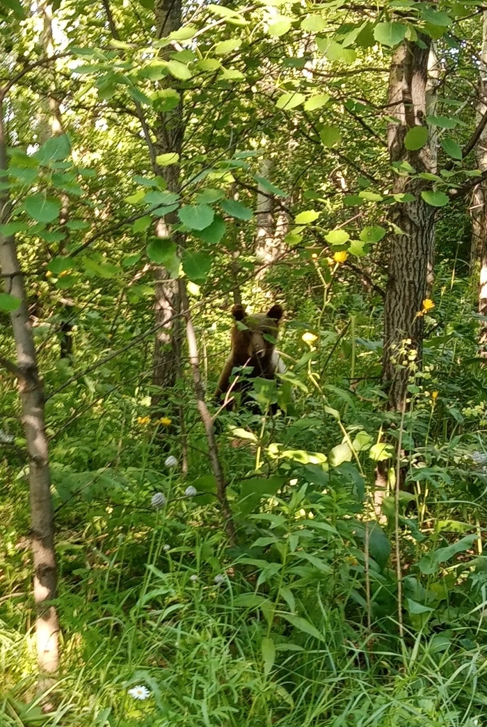 Сходили за грибочками