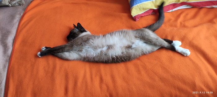 Кот для вязки,сиамские кошки,помощь