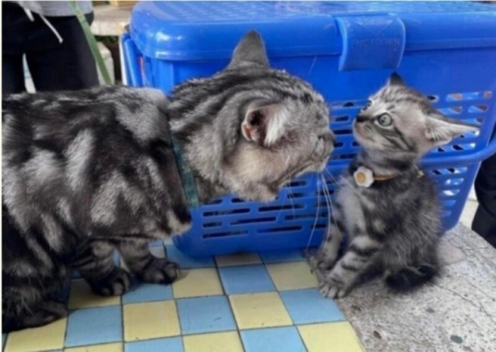 Потому что я так сказала!