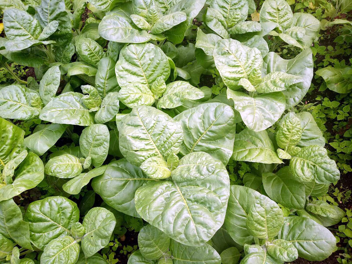 Махорка. Рост зелёной массы