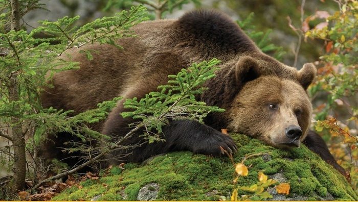 Взгрустнулось что-то