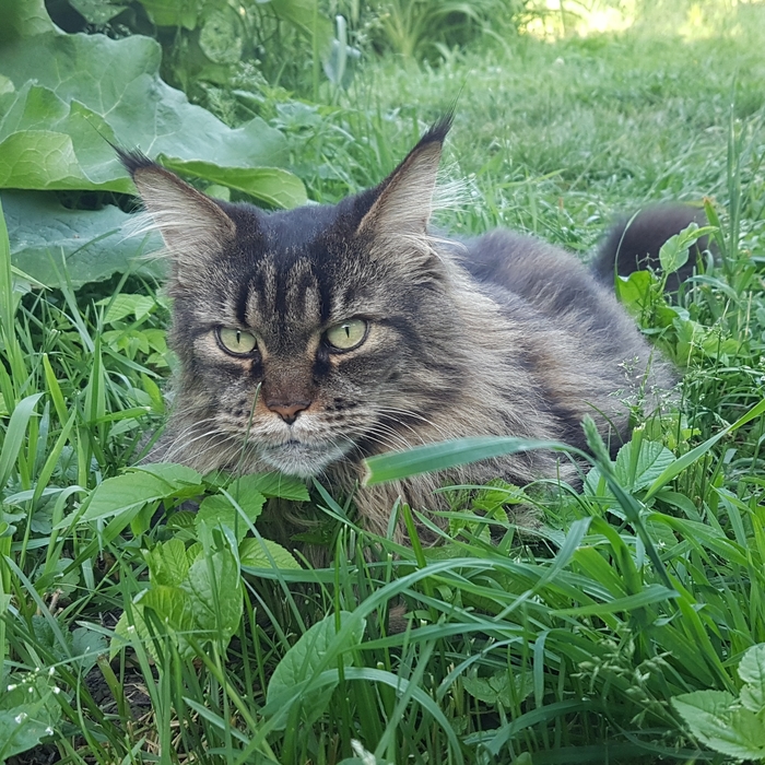 Мейн кун - на лицо ужасное, доброе внутри)