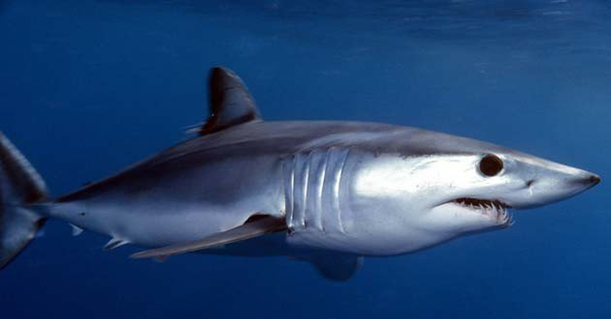 Акула мако. Сельдевая акула мако. Акула мако опасна. Акула мако. Акула акула мако.