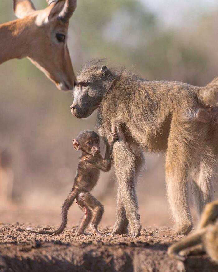 Малыш бабуин испугался импалы