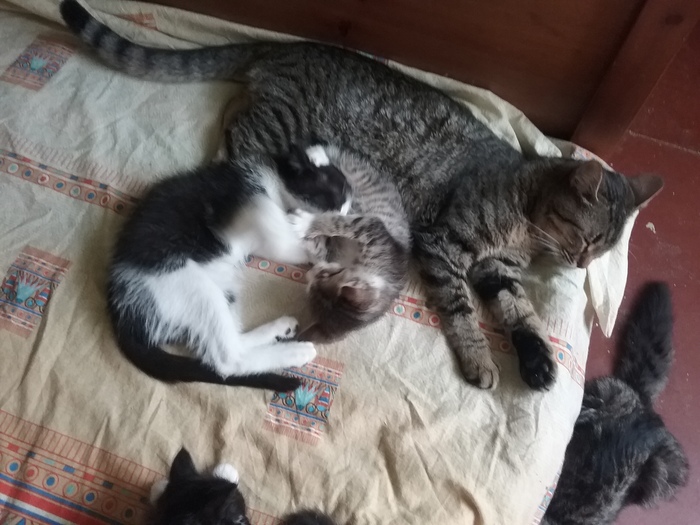 Сиеста Кот, Котята, В добрые руки, Длиннопост, Без рейтинга