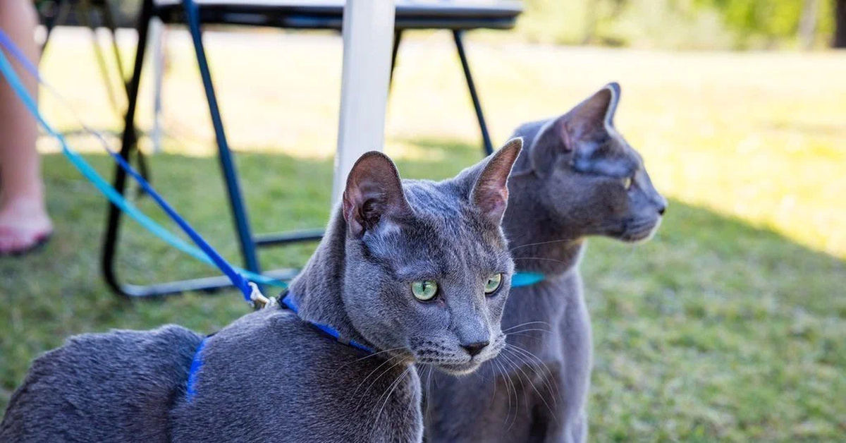 Голубой рус. Корат (кошка). Русская голубая кошка. Русская голубая кошка характер. Европейский голубой кот.