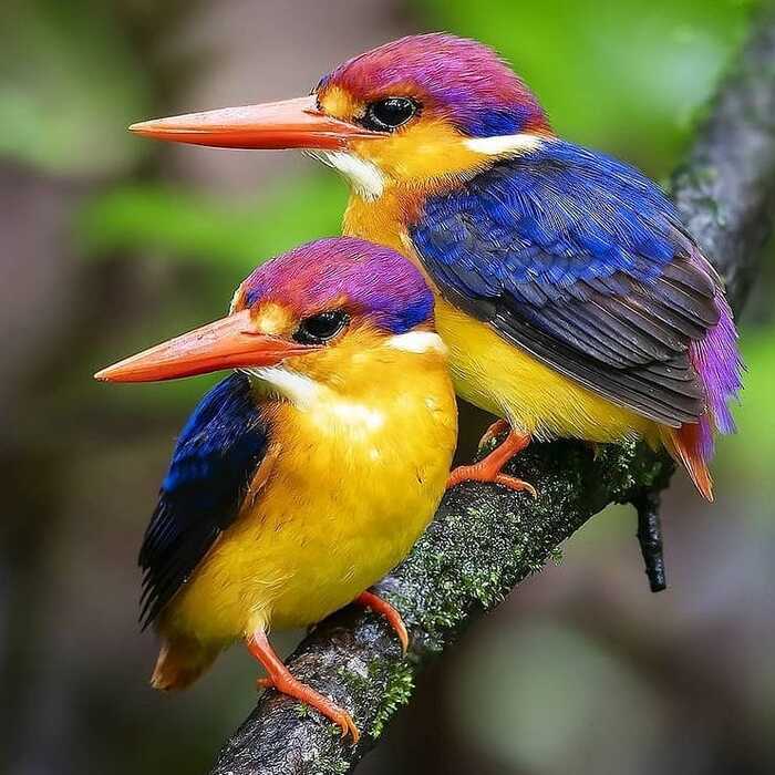   , , 