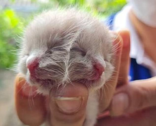Кошка родила редчайшего двуликого котенка Кот, Котята, Двуликий
