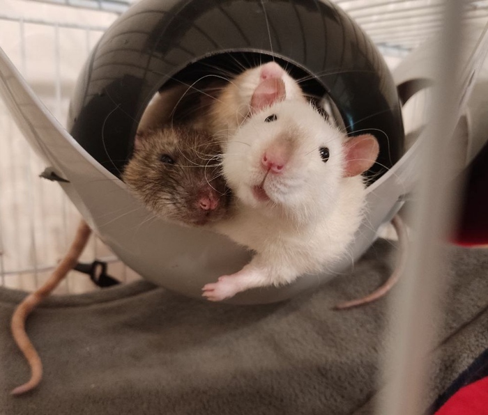 Обложка для нового альбома хвостатого бойсбэнда