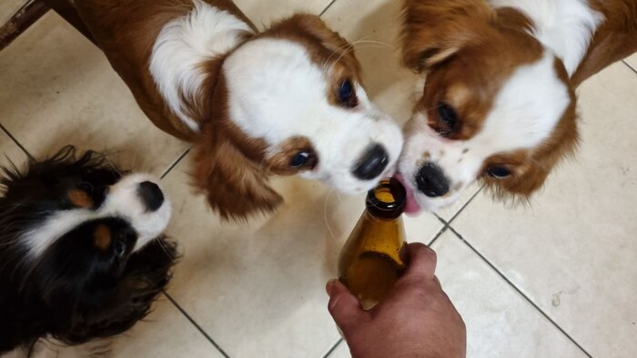 Лига Алкобушников