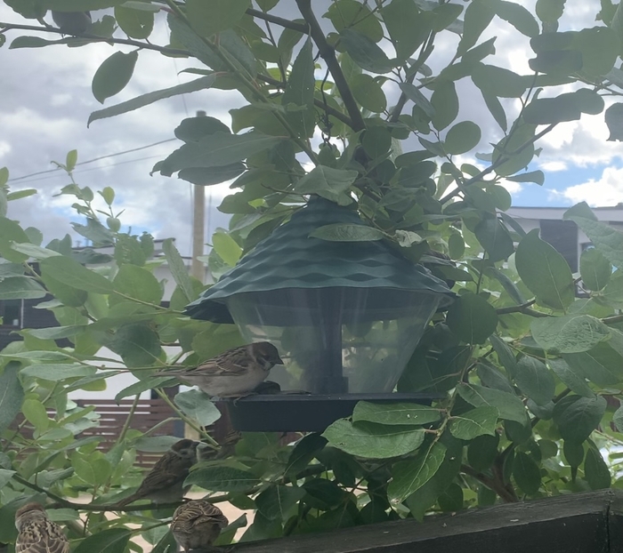 Полевой воробей / Passer montanus