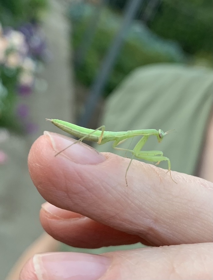 Маленькость