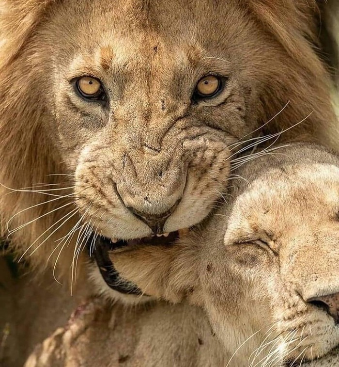 Нежный кусь