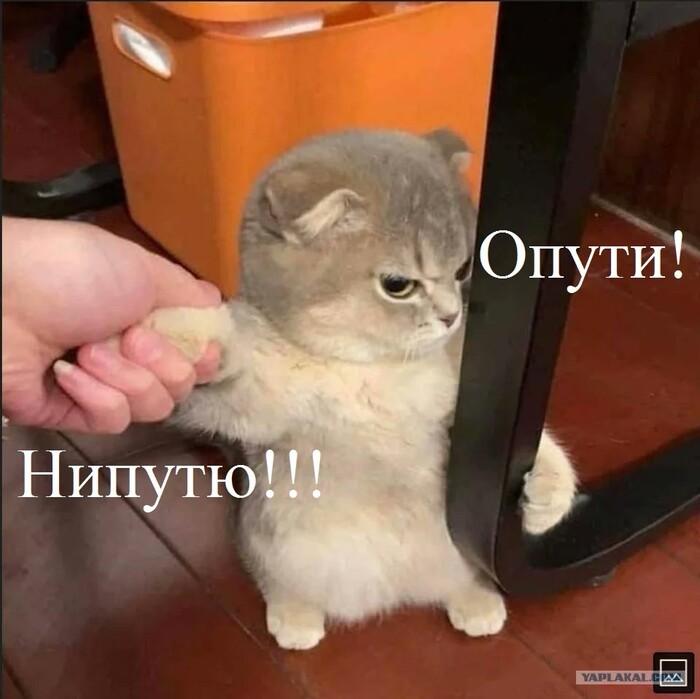    WilliTell !!!!   ,  , , , , , , , YouTube, 
