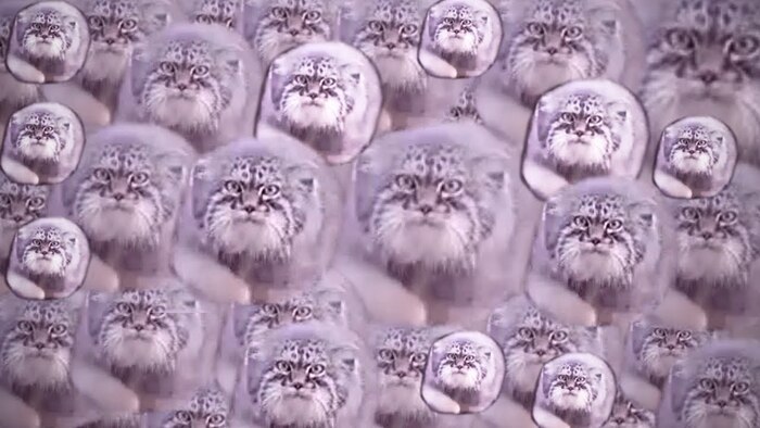 Коллаж из манулов