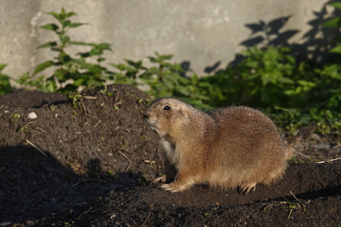 В зоопарке Роттердама