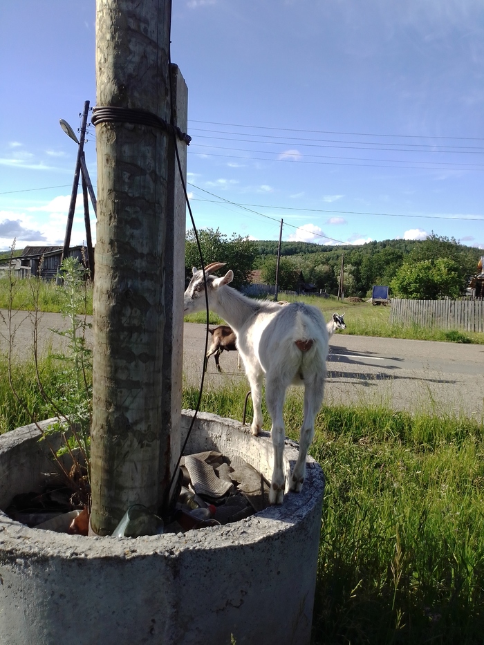 "Лисиццын дом"-45