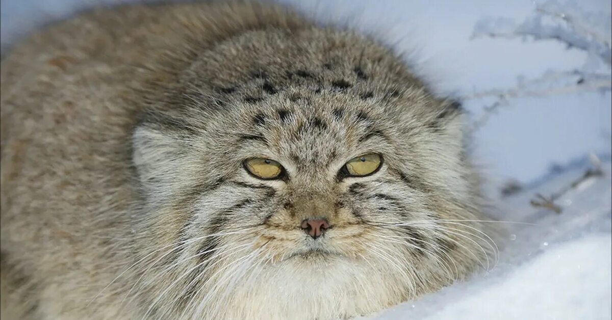 Плотность шерсти сибирского манула. Степной кот Манул. Дальневосточный кот Манул. Лесной кот Манул. Дикий пушистый кот Манул.