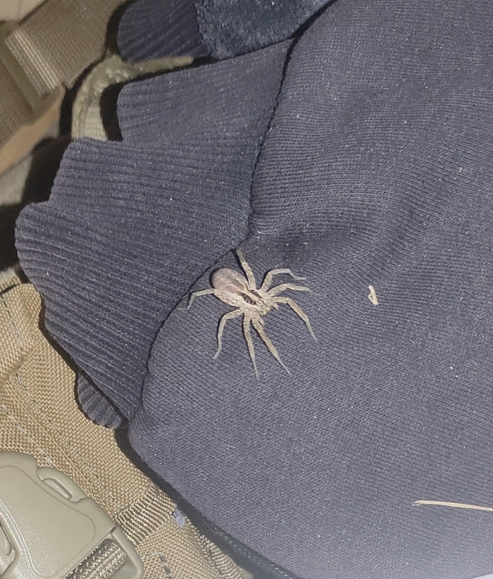 �������� ���������� ���