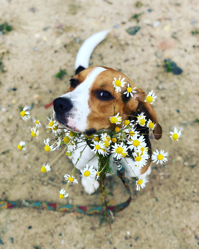 Непрошеные советы