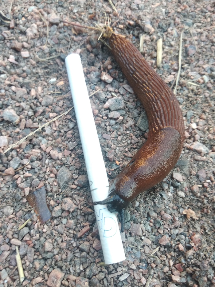 Гигантские слизни